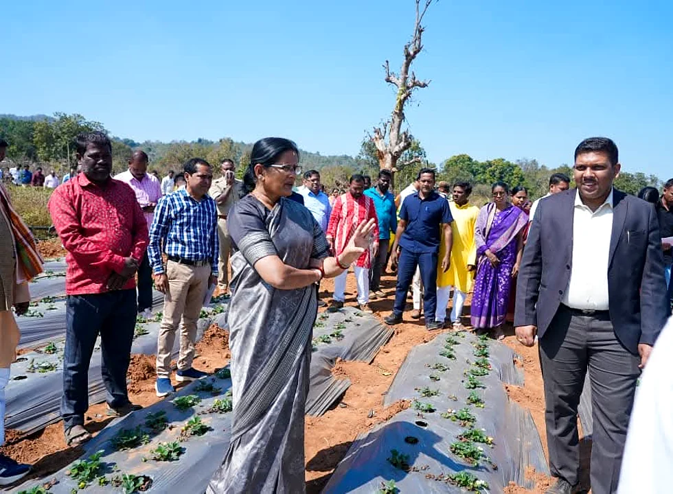 Deputy CM and officials walking along a strawberry field in Daringbadi