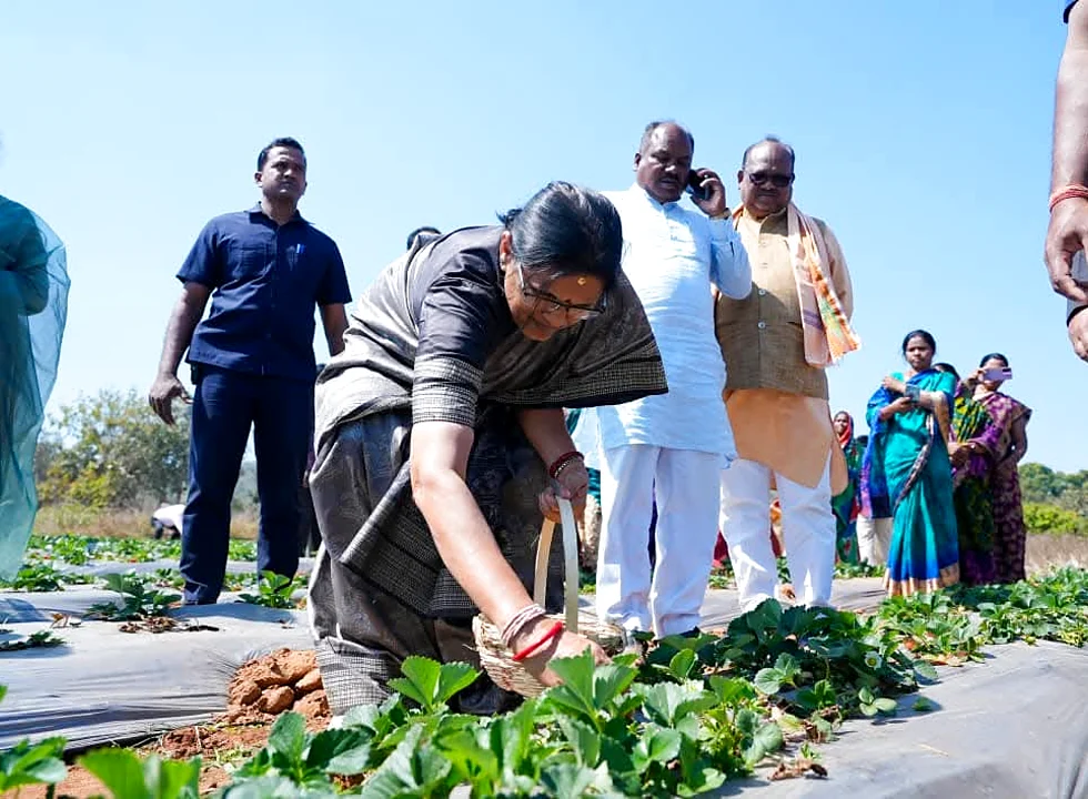 Deputy CM closely inspecting strawberry plants during the field visit