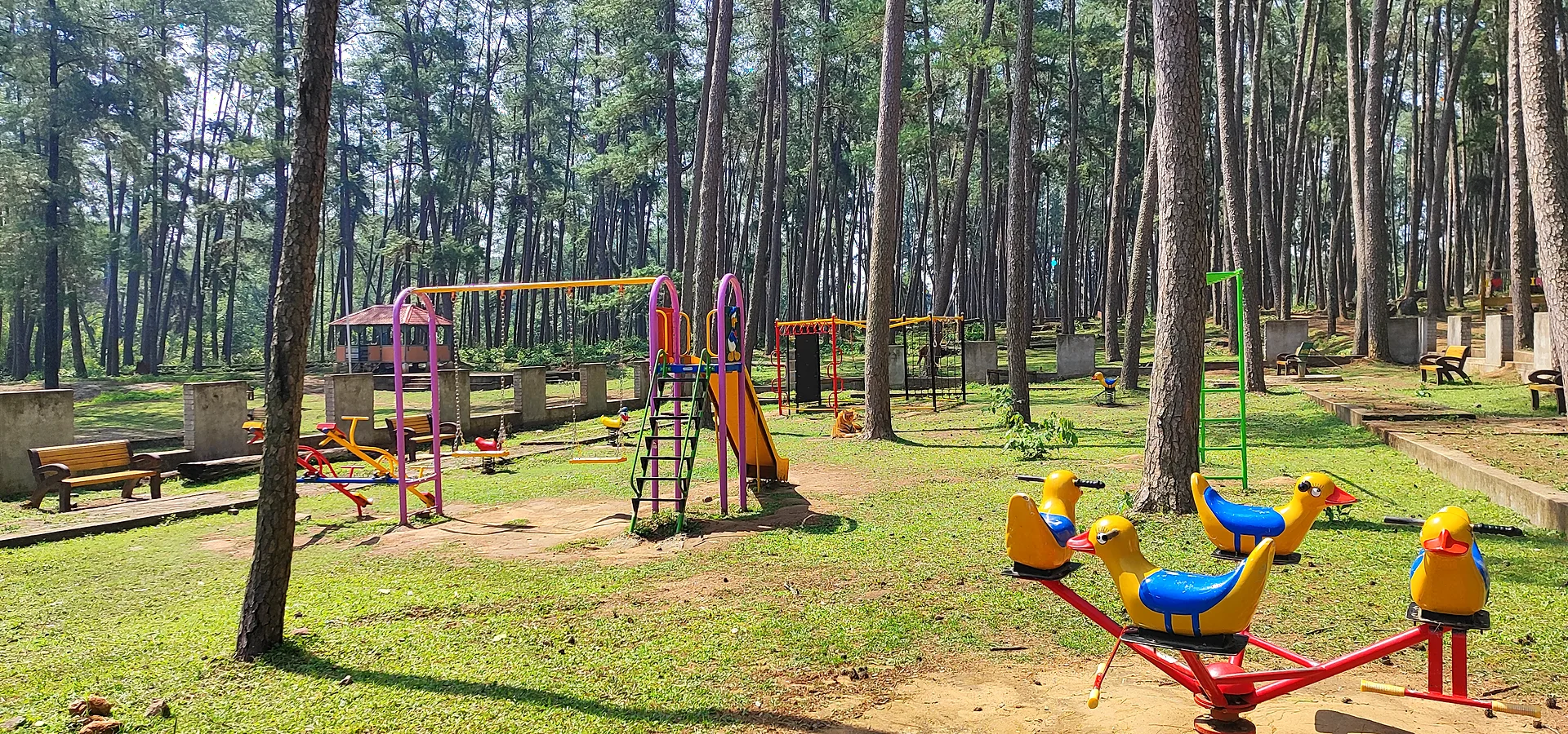 Pine Forest gallery preview