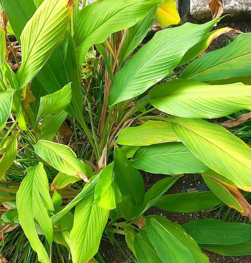 Turmeric plant cultivation context