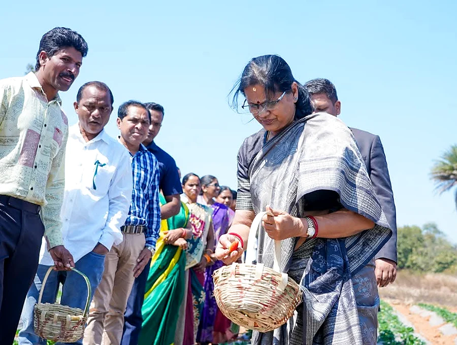 Daringbadi strawberry farm visit with local hosts