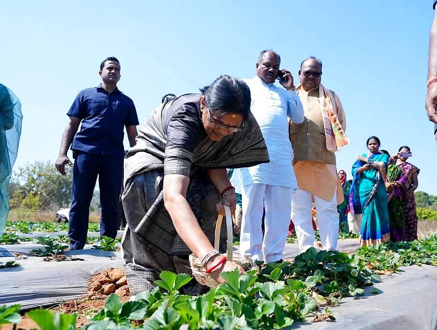 Seasonal Daringbadi strawberry farm visit